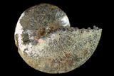 Large, Fossil Ammonite (Sphenodiscus) - South Dakota #143837-1